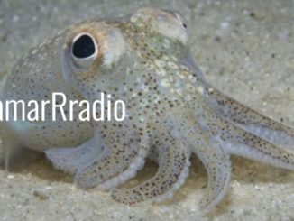 Calamar Rradio