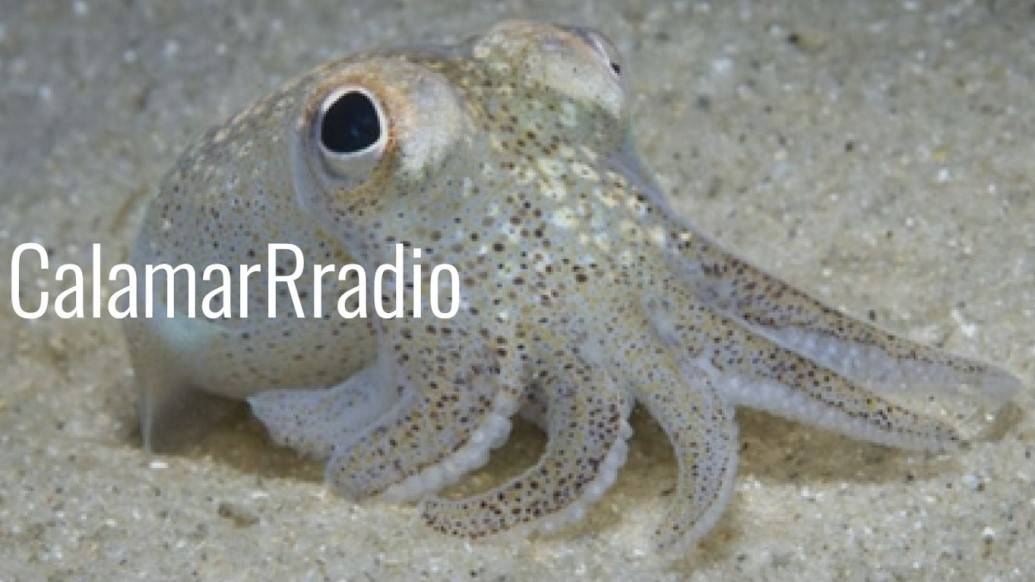 Calamar Rradio